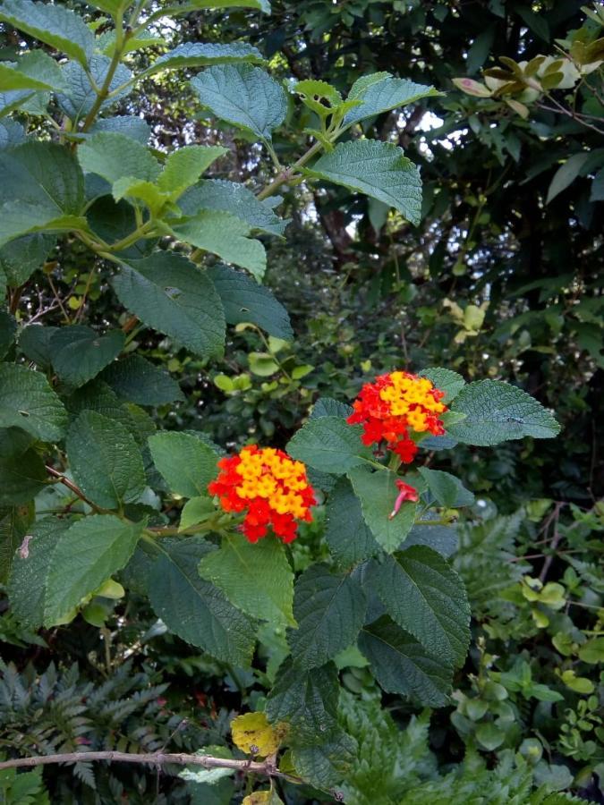 Flor Do Leste Флорианополис Экстерьер фото